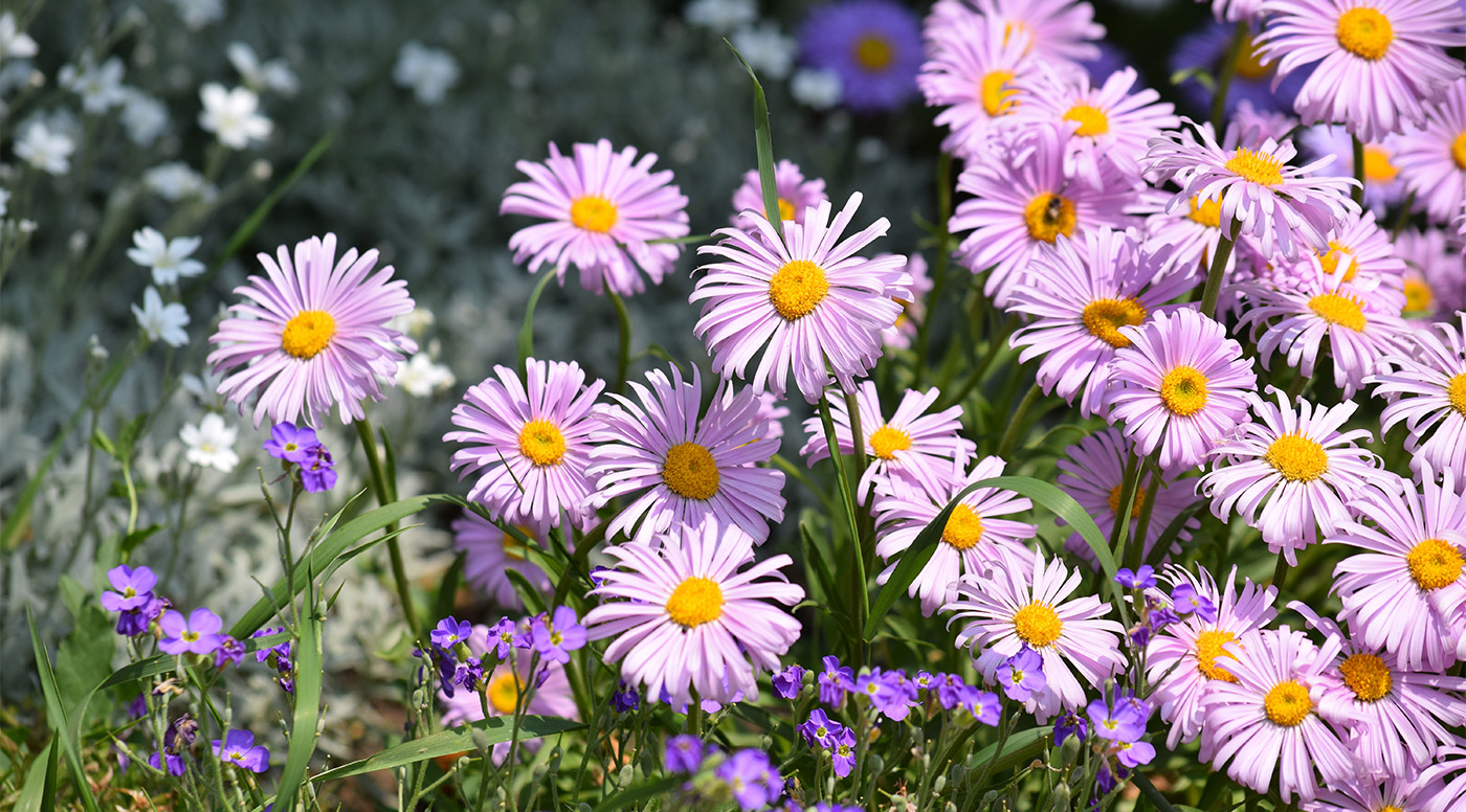 Fehrle Stauden Gaertnerei Bluete4