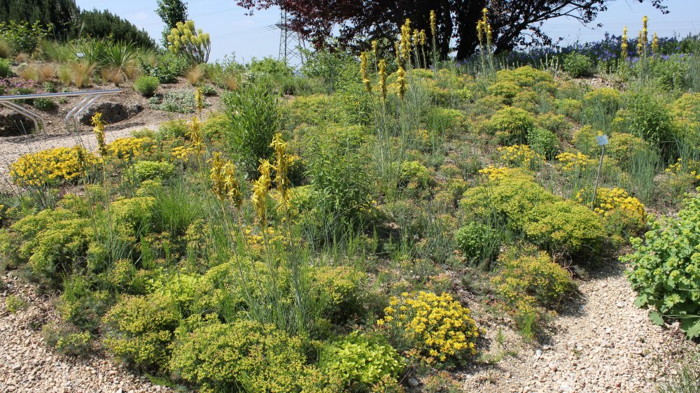fehrle stauden staudenkompositionen bienensommer 1