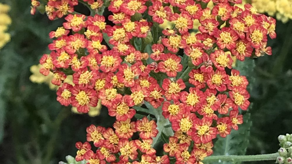 fehrle stauden staudenkompositionen bienensommer 2