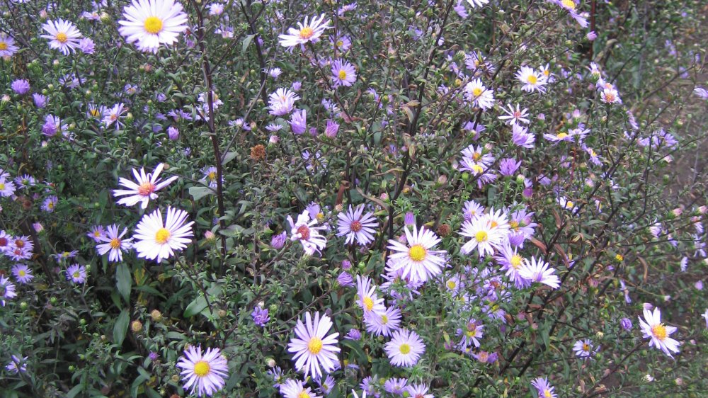 fehrle stauden staudenkompositionen bienensommer 3