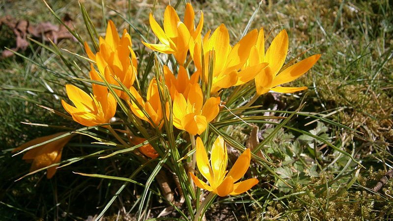 fehrle stauden staudenkompositionen bienensommer 4