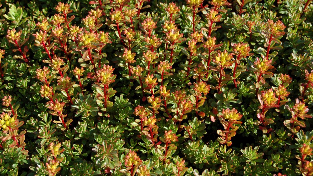 fehrle stauden staudenkompositionen bienensommer 6
