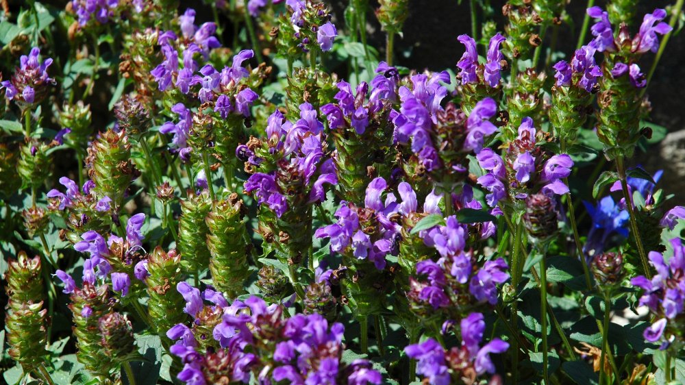 fehrle stauden staudenkompositionen bienensommer 7