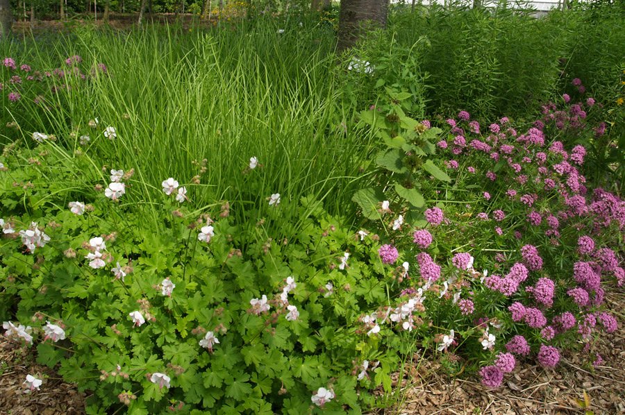 fehrle stauden staudenkompositionen bluetensaum perennemix 3