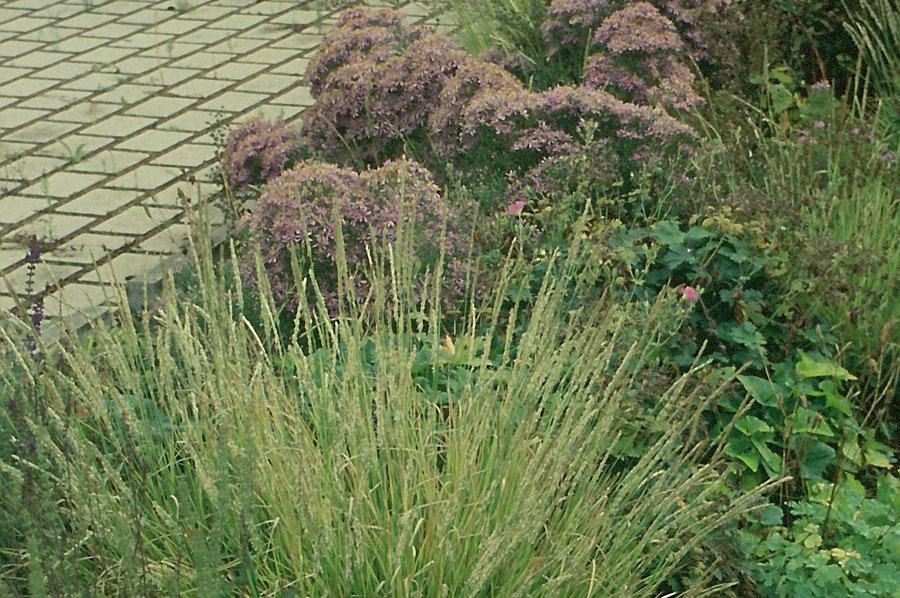 fehrle stauden staudenkompositionen bluetensaum perennemix 7