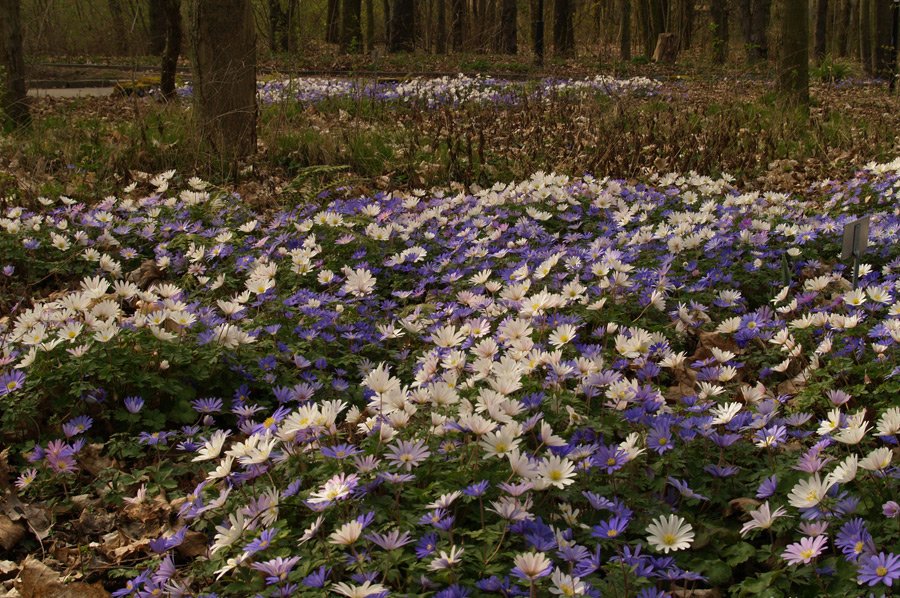 fehrle stauden staudenkompositionen bluetenschatten perennemix 2