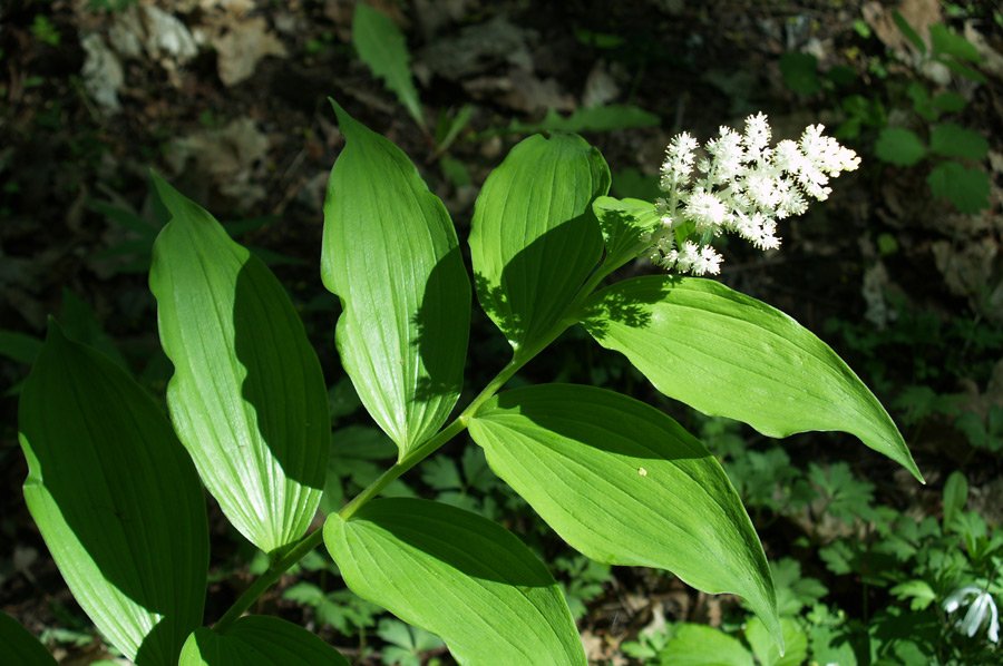 fehrle stauden staudenkompositionen bluetenschatten perennemix 3