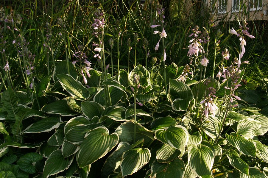 fehrle stauden staudenkompositionen bluetenschatten perennemix 4
