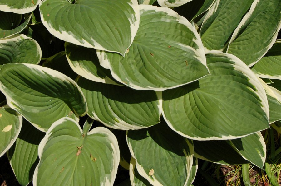 fehrle stauden staudenkompositionen bluetenschatten perennemix 5