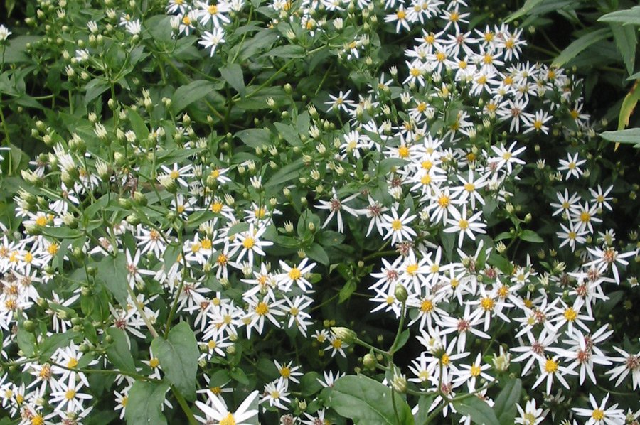 fehrle stauden staudenkompositionen bluetenschatten perennemix 6
