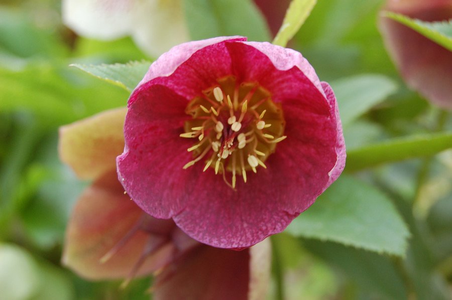 fehrle stauden staudenkompositionen bluetenschatten perennemix 7