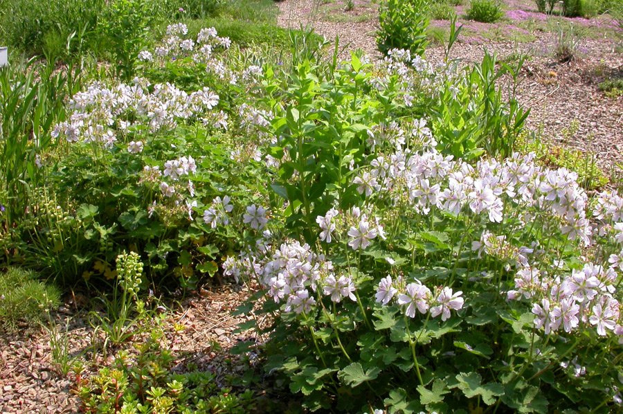 fehrle stauden staudenkompositionen bluetenwoge perennemix 3
