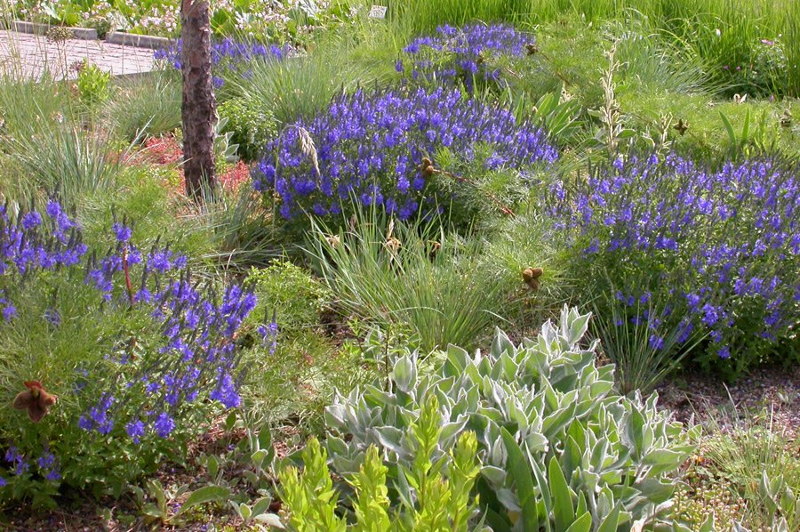 fehrle stauden staudenkompositionen bluetenwoge perennemix 4