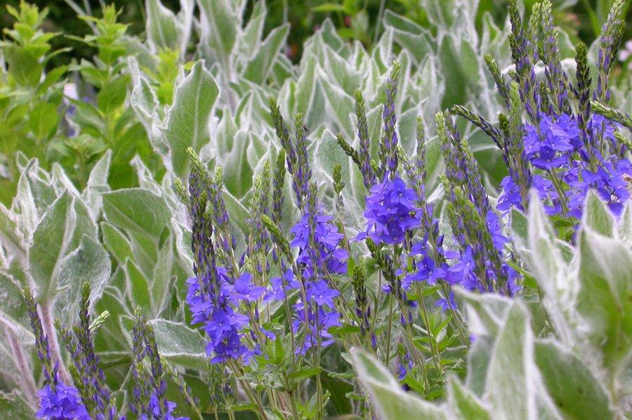 fehrle stauden staudenkompositionen bluetenwoge perennemix 5