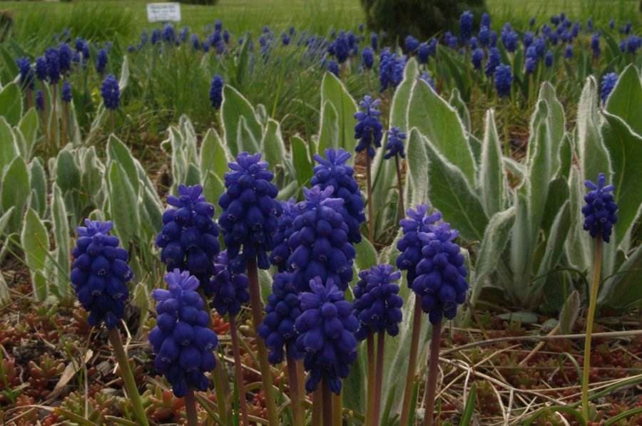 fehrle stauden staudenkompositionen bluetenwoge perennemix 6