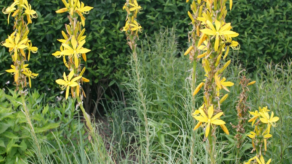 fehrle stauden staudenkompositionen insekteninsel 7