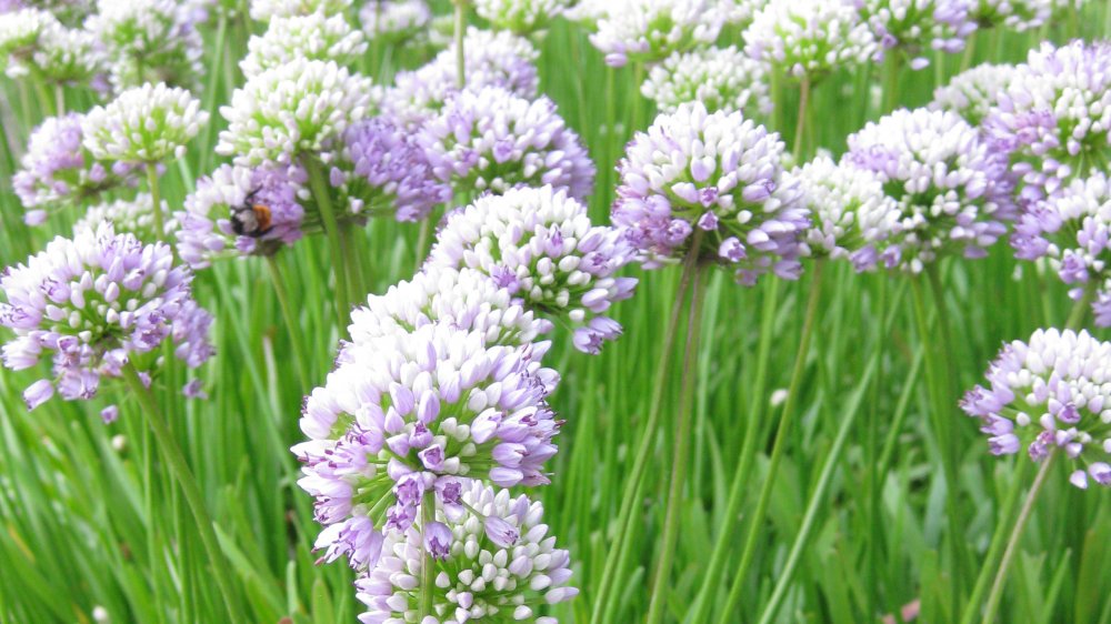 fehrle stauden staudenkompositionen pink honey bee 2