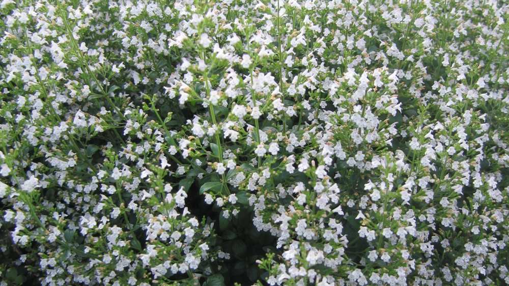 fehrle stauden staudenkompositionen pink honey bee 3