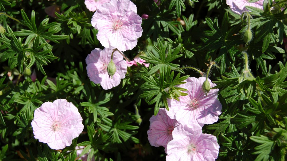 fehrle stauden staudenkompositionen pink honey bee 6