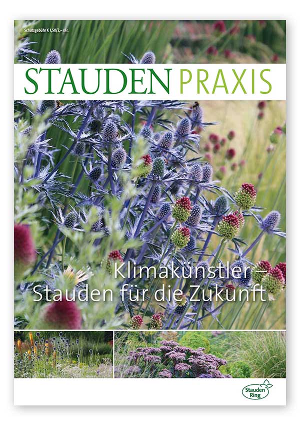 Staudenpraxis-Klimakünstler